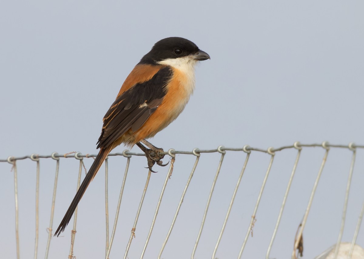 Long-tailed Shrike (tricolor/longicaudatus) - ML613021355