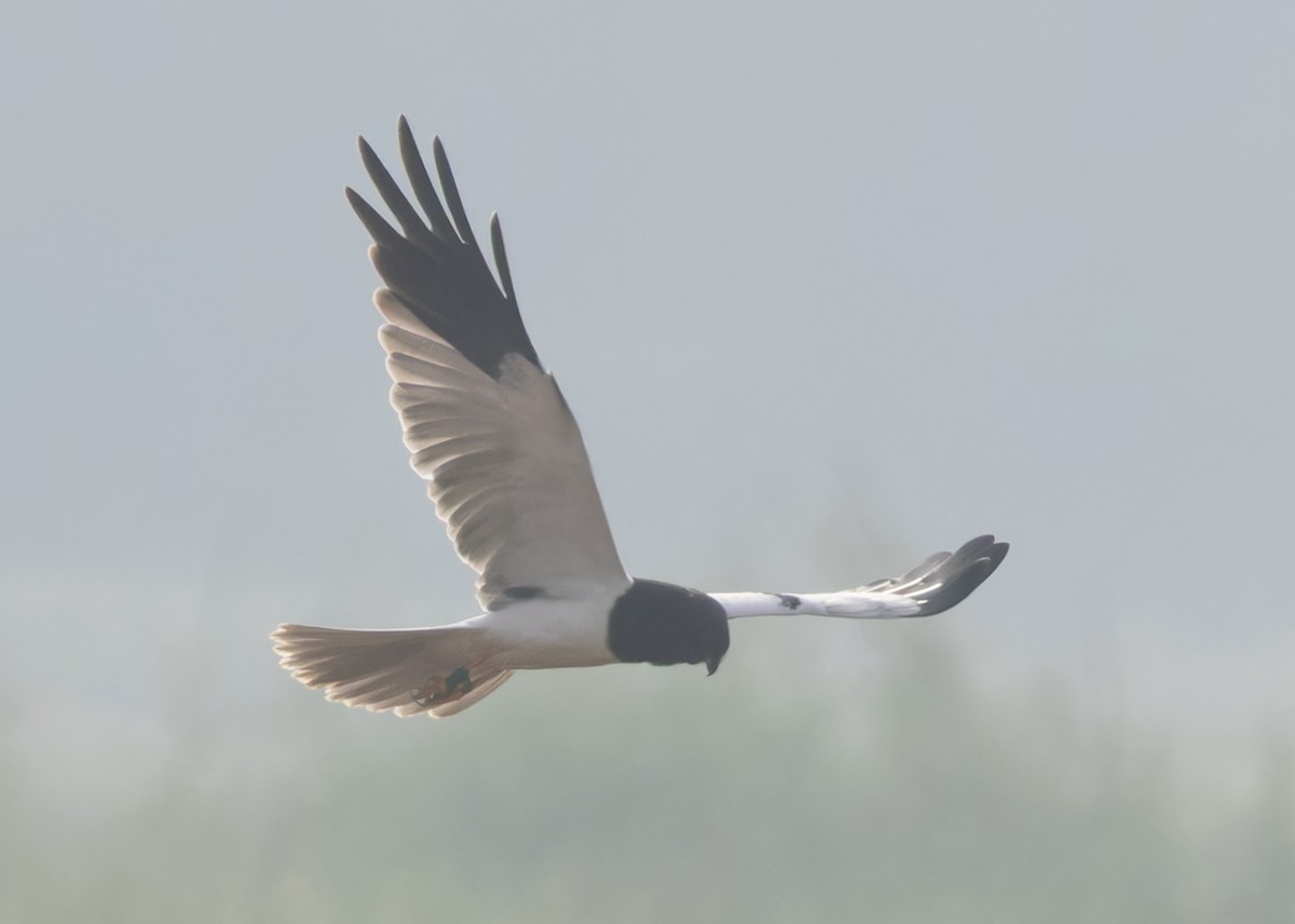 Pied Harrier - ML613021360