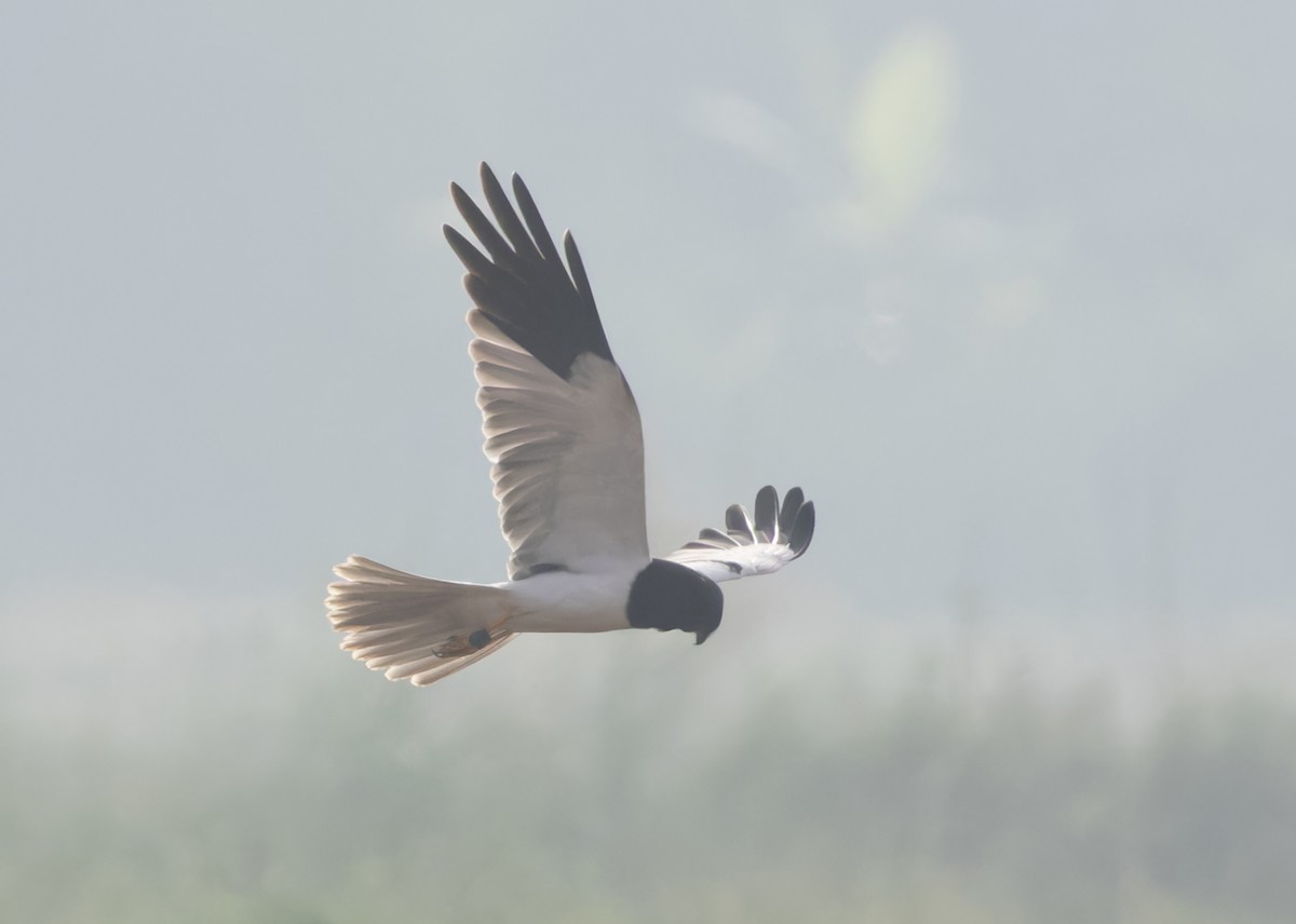 Pied Harrier - ML613021362