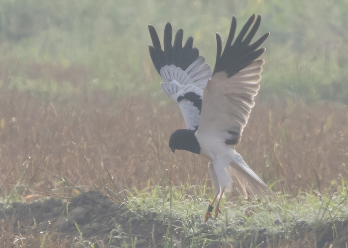 Pied Harrier - ML613021364