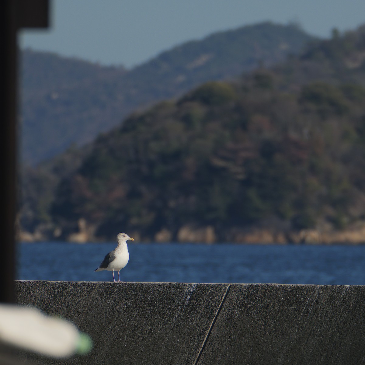 Gaviota Argéntea - ML613021445