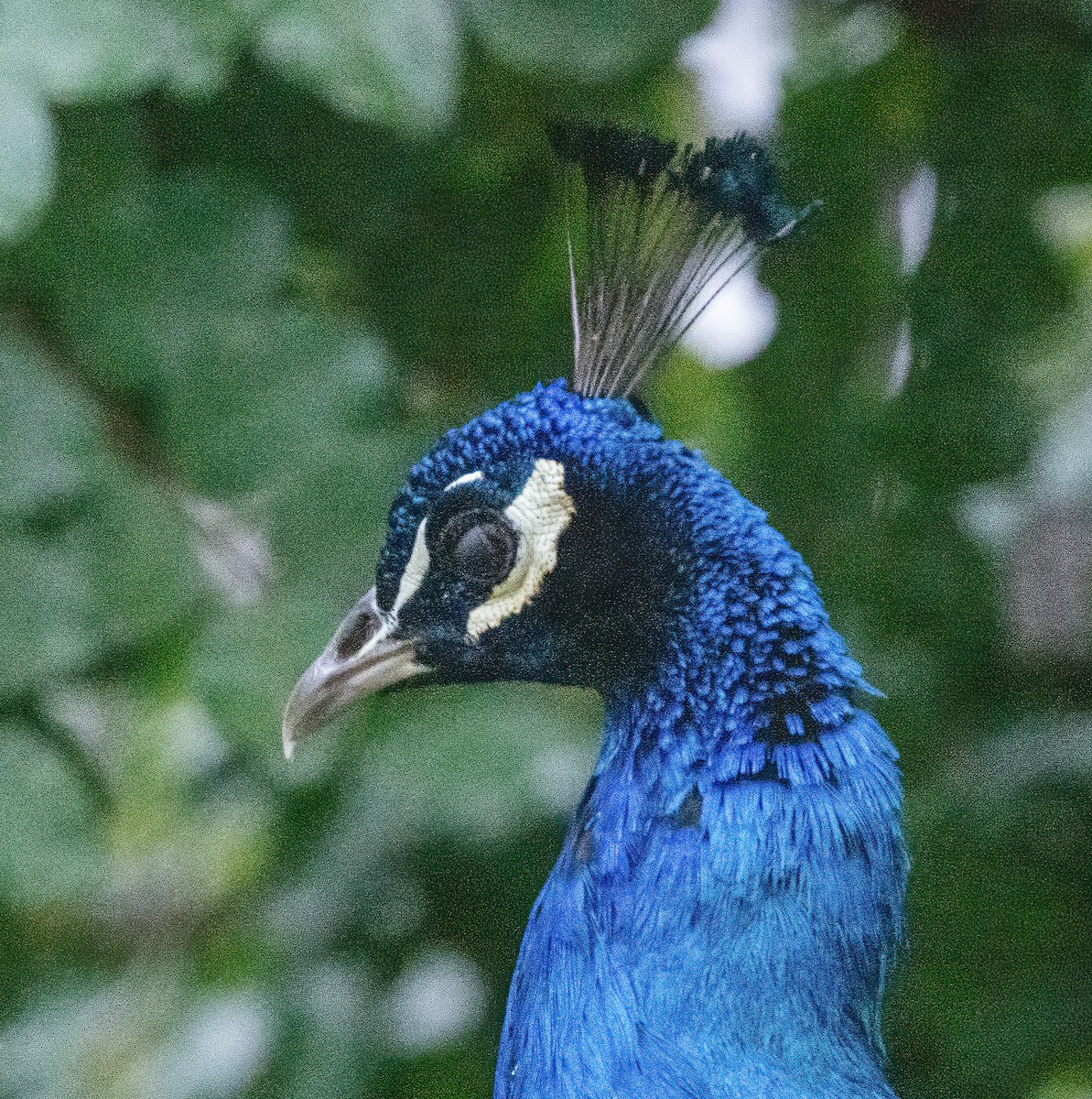 Indian Peafowl (Domestic type) - ML613021561