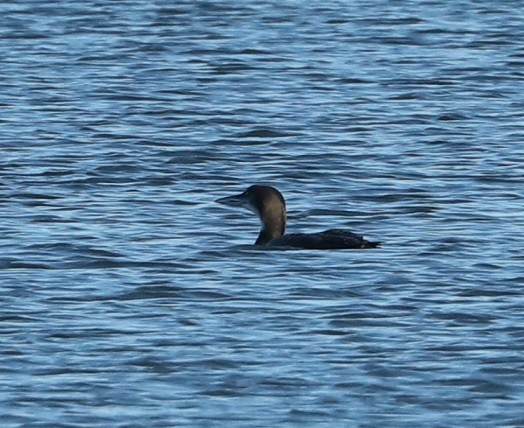 Common Loon - ML613021675