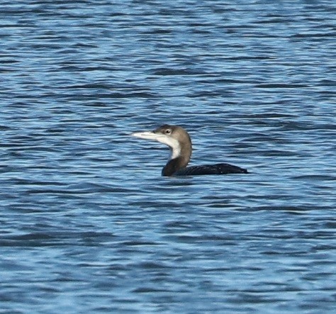 Common Loon - ML613021676