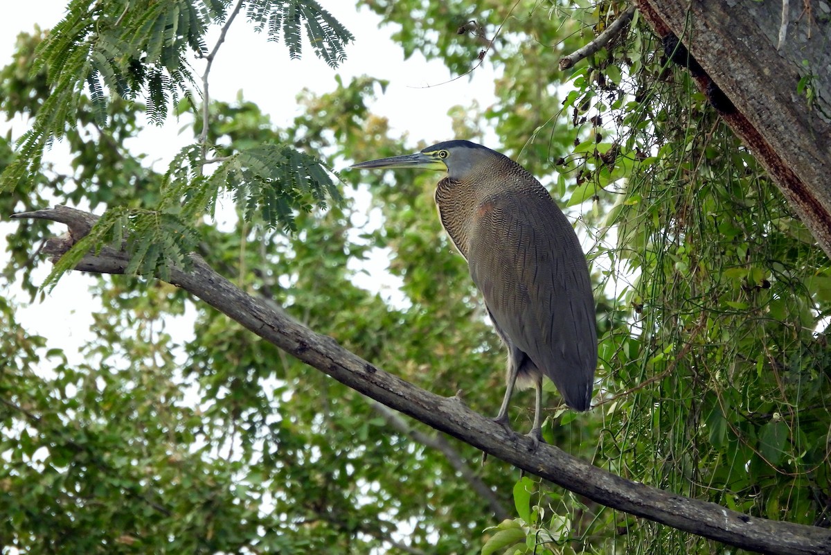 Bare-throated Tiger-Heron - ML613021697