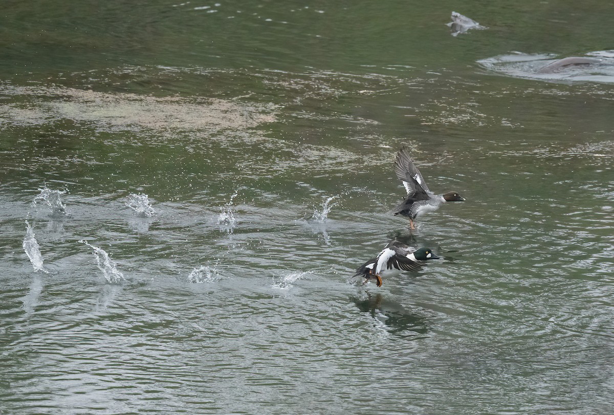 Common Goldeneye - ML613021721