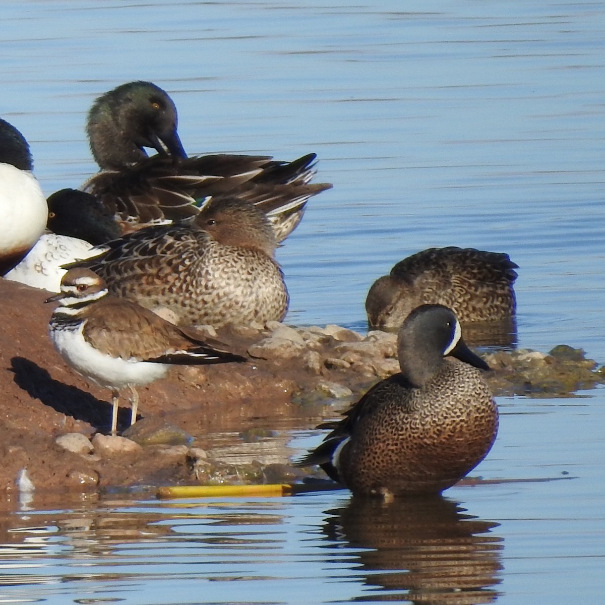 Blue-winged Teal - ML613021924