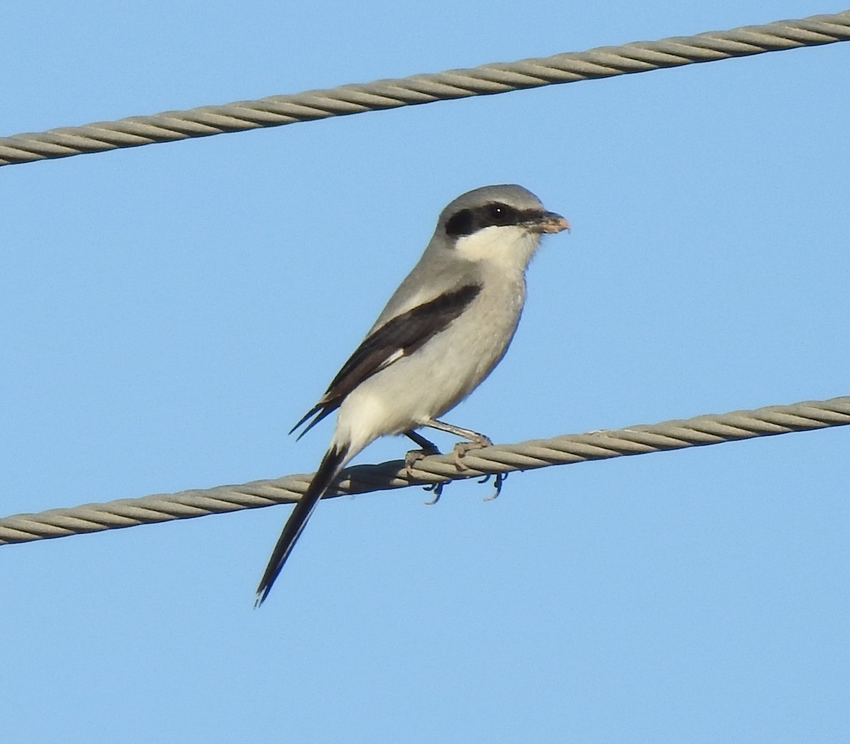 Loggerhead Shrike - ML613021942