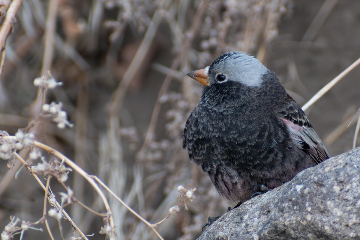 Black Rosy-Finch - ML613022071