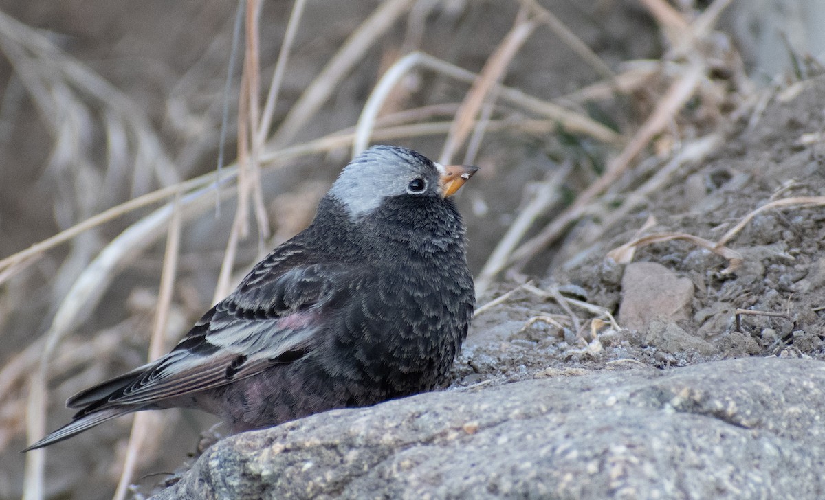 Black Rosy-Finch - ML613022072