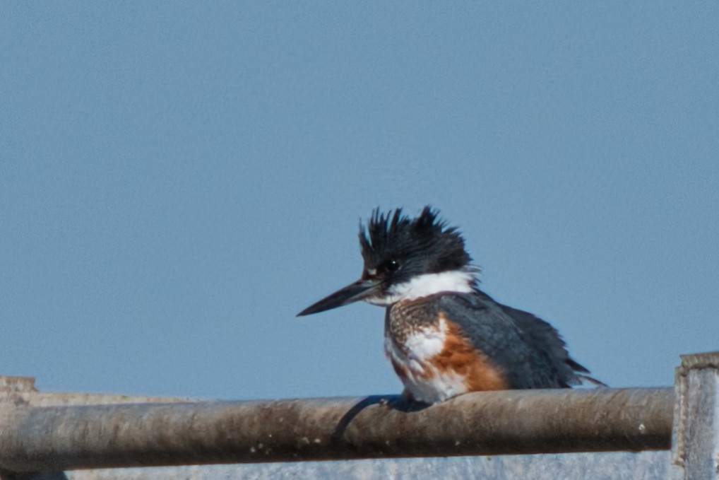 Belted Kingfisher - ML613022078