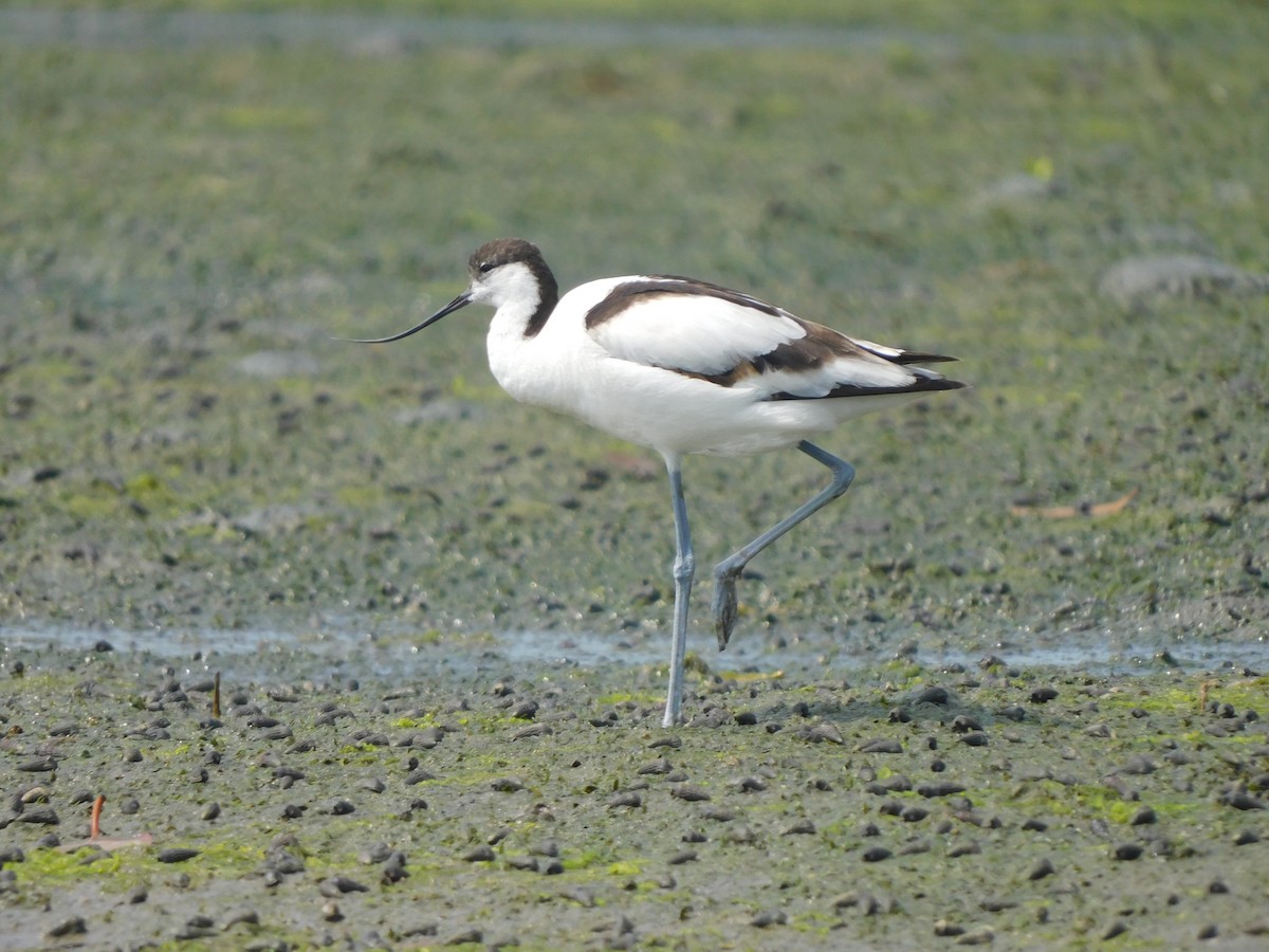 Pied Avocet - ML613022121