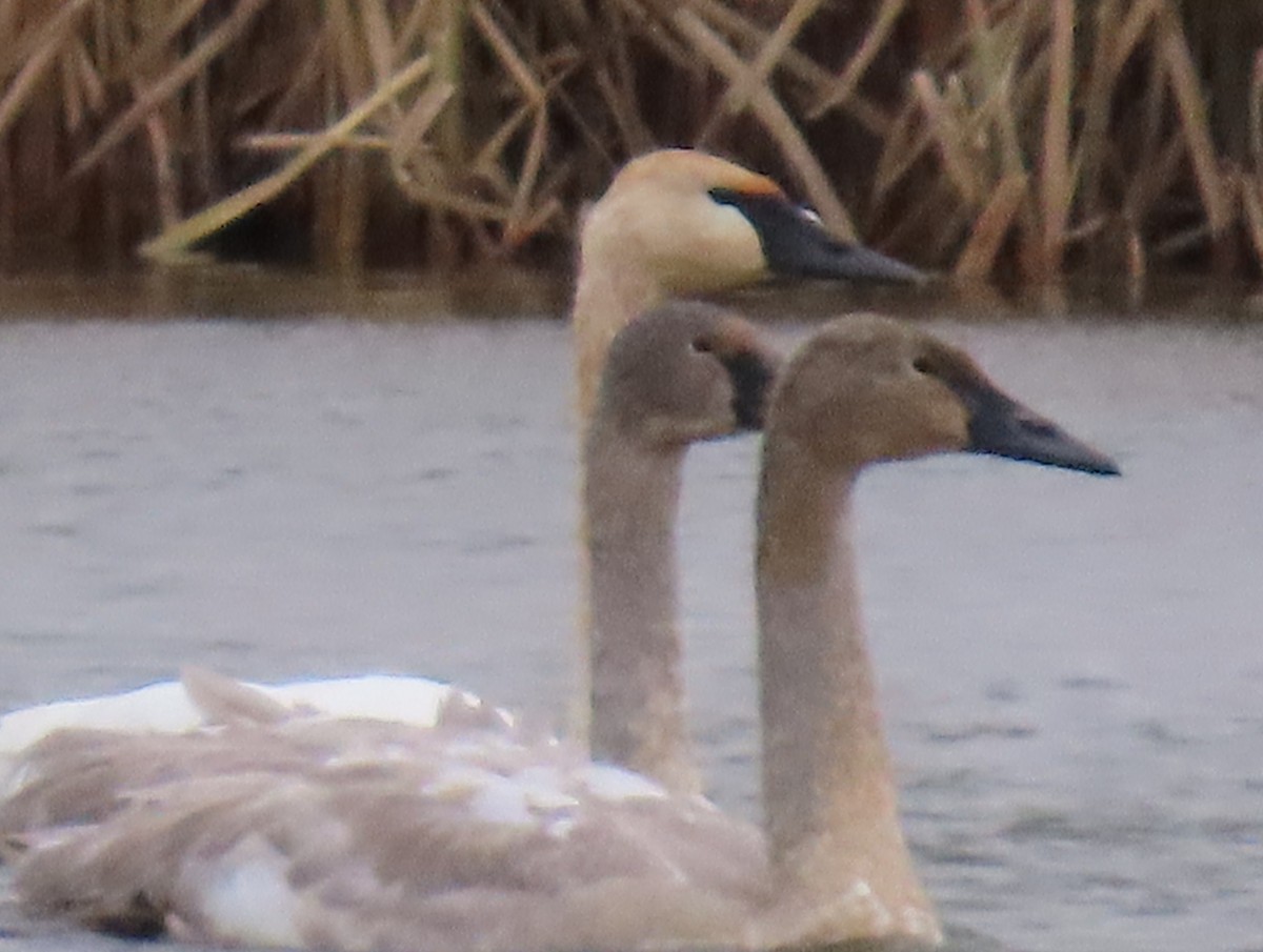 Tundra Swan - ML613022132