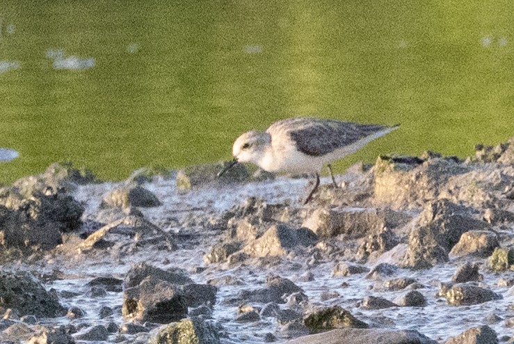 Red-necked Stint - ML613022133