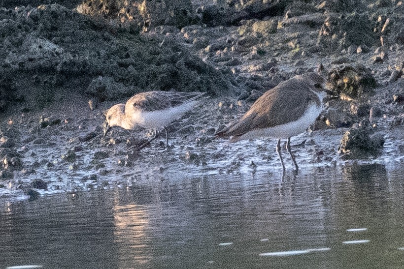 Red-necked Stint - ML613022136