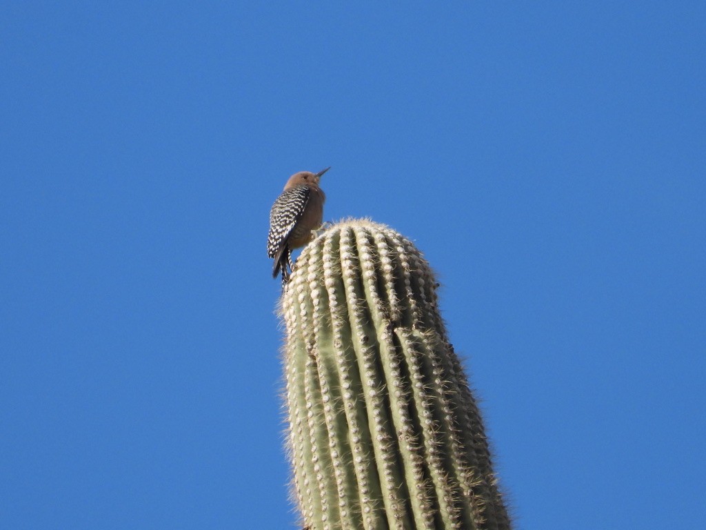 Gila Woodpecker - ML613022167