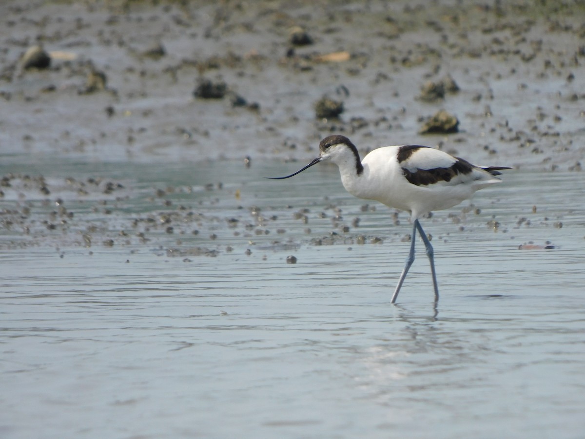 Pied Avocet - ML613022168