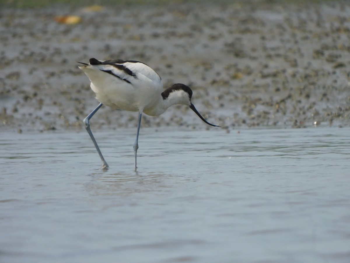 Pied Avocet - ML613022170