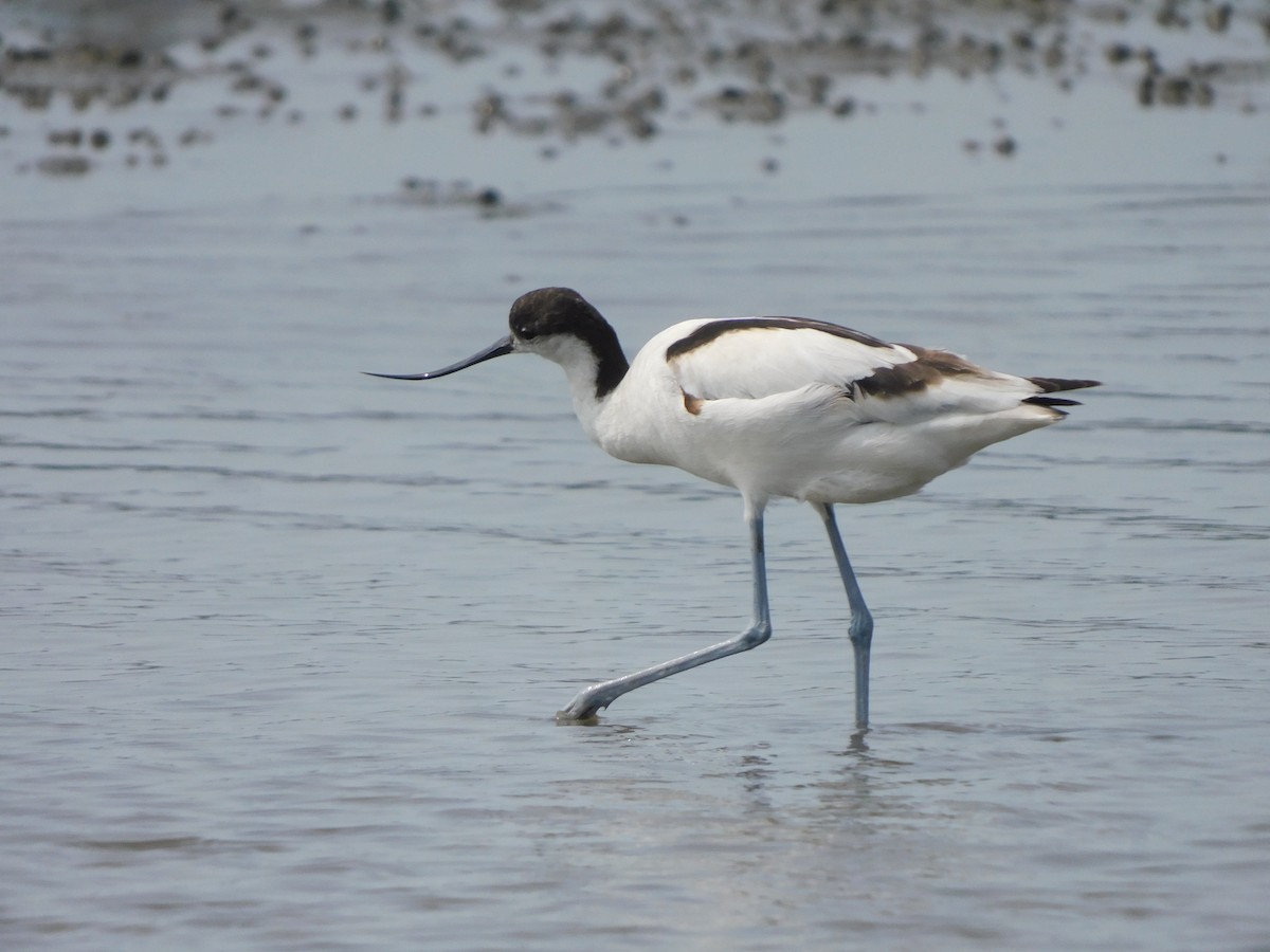 Pied Avocet - ML613022172