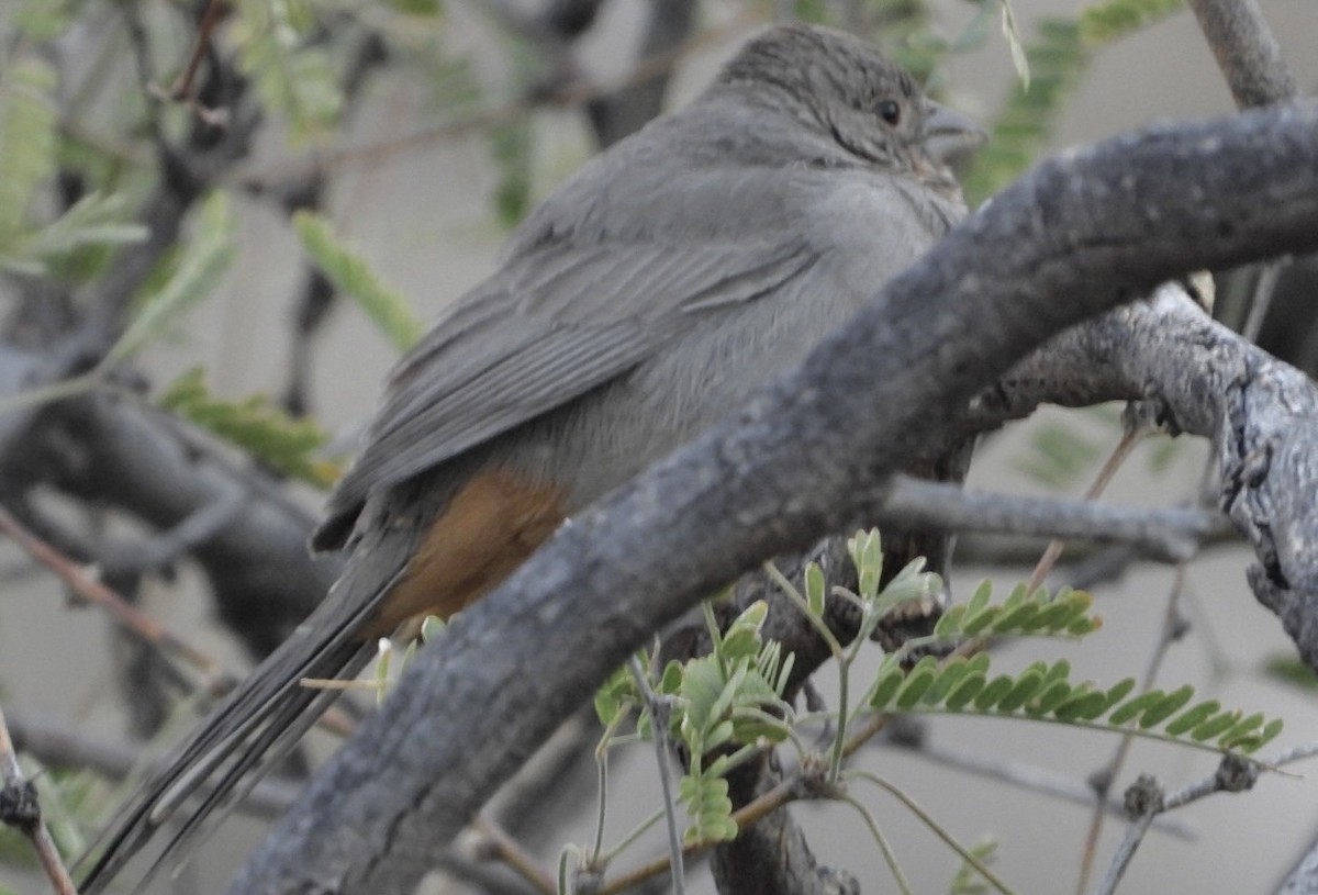 Canyon Towhee - ML613022248