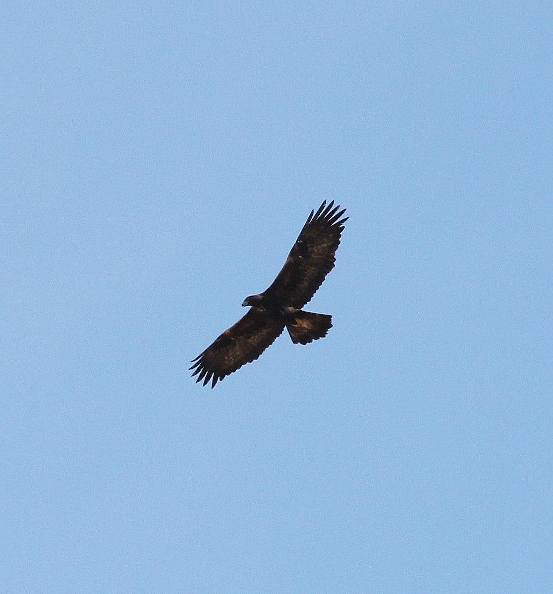 Águila Real - ML613022252