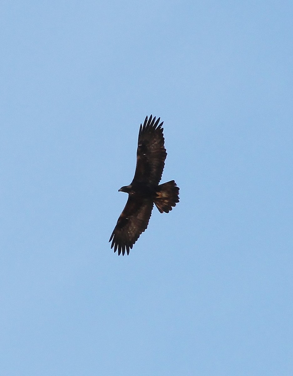 Golden Eagle - ML613022253