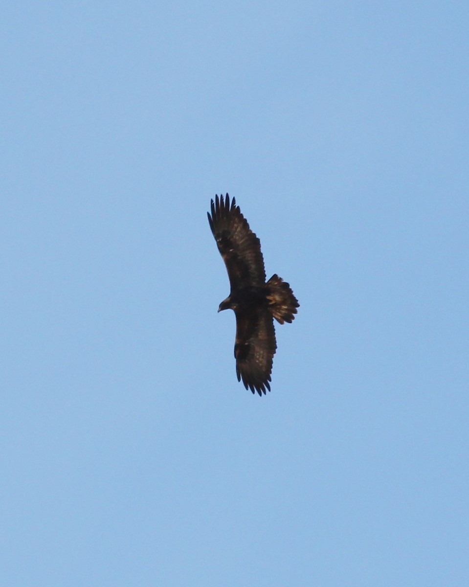 Águila Real - ML613022254