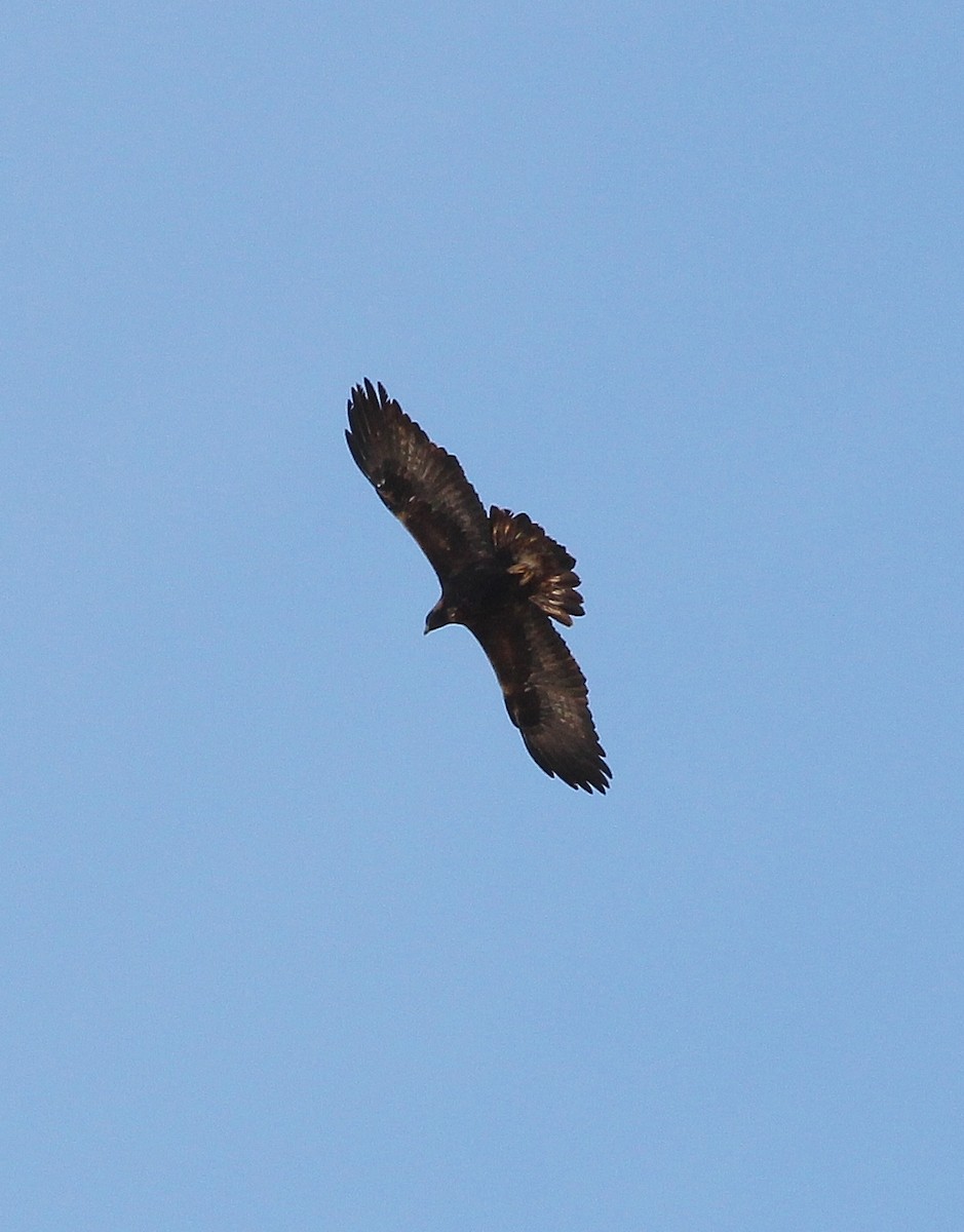 Águila Real - ML613022255