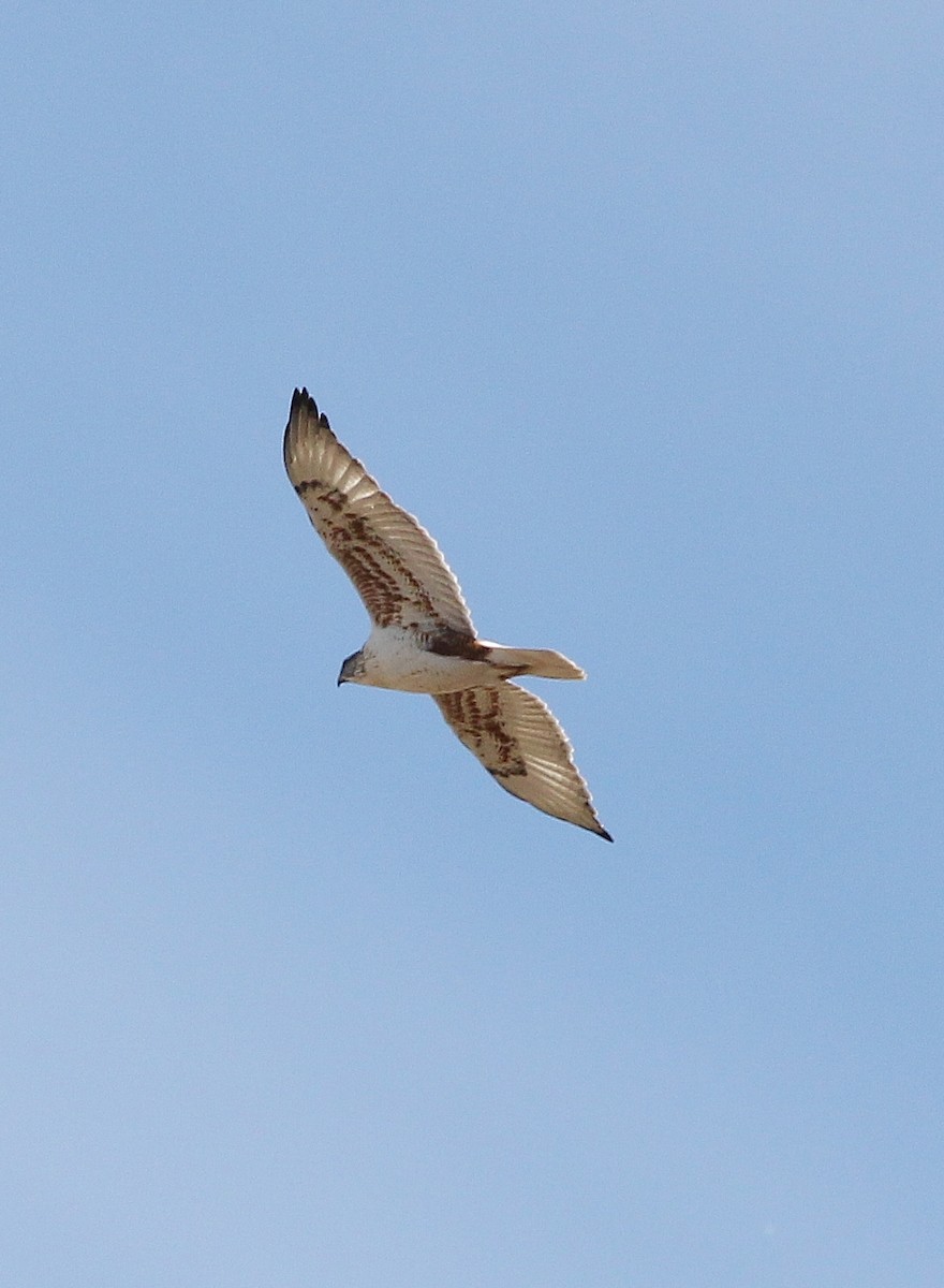 Ferruginous Hawk - ML613022261