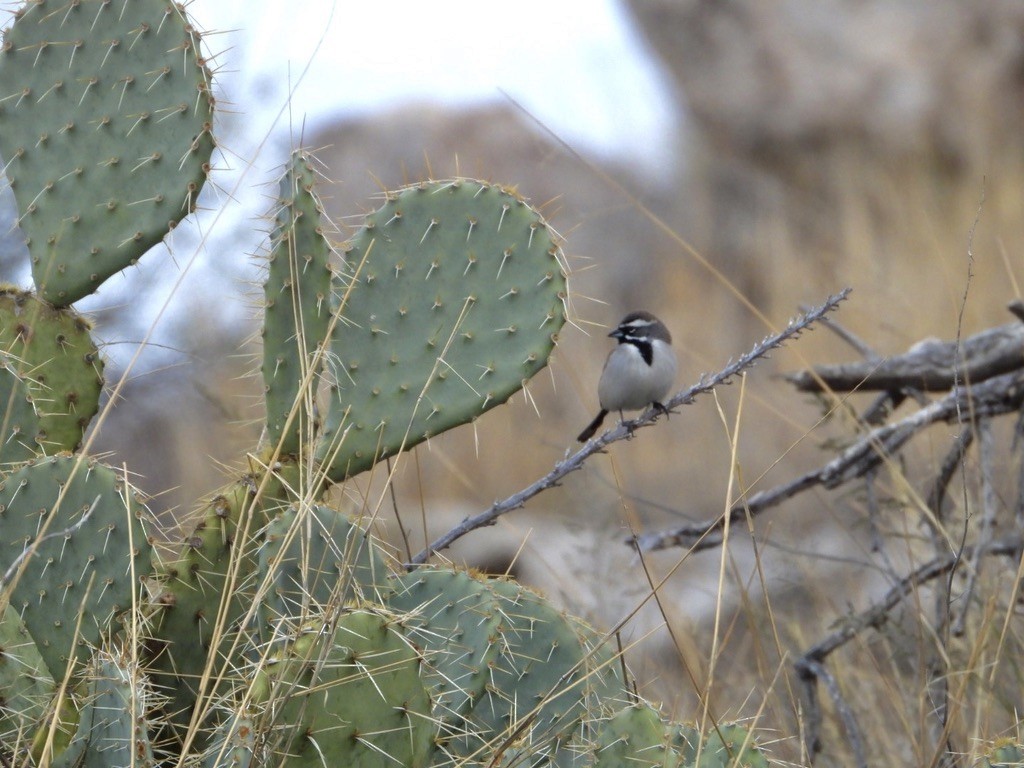 Black-throated Sparrow - ML613022276