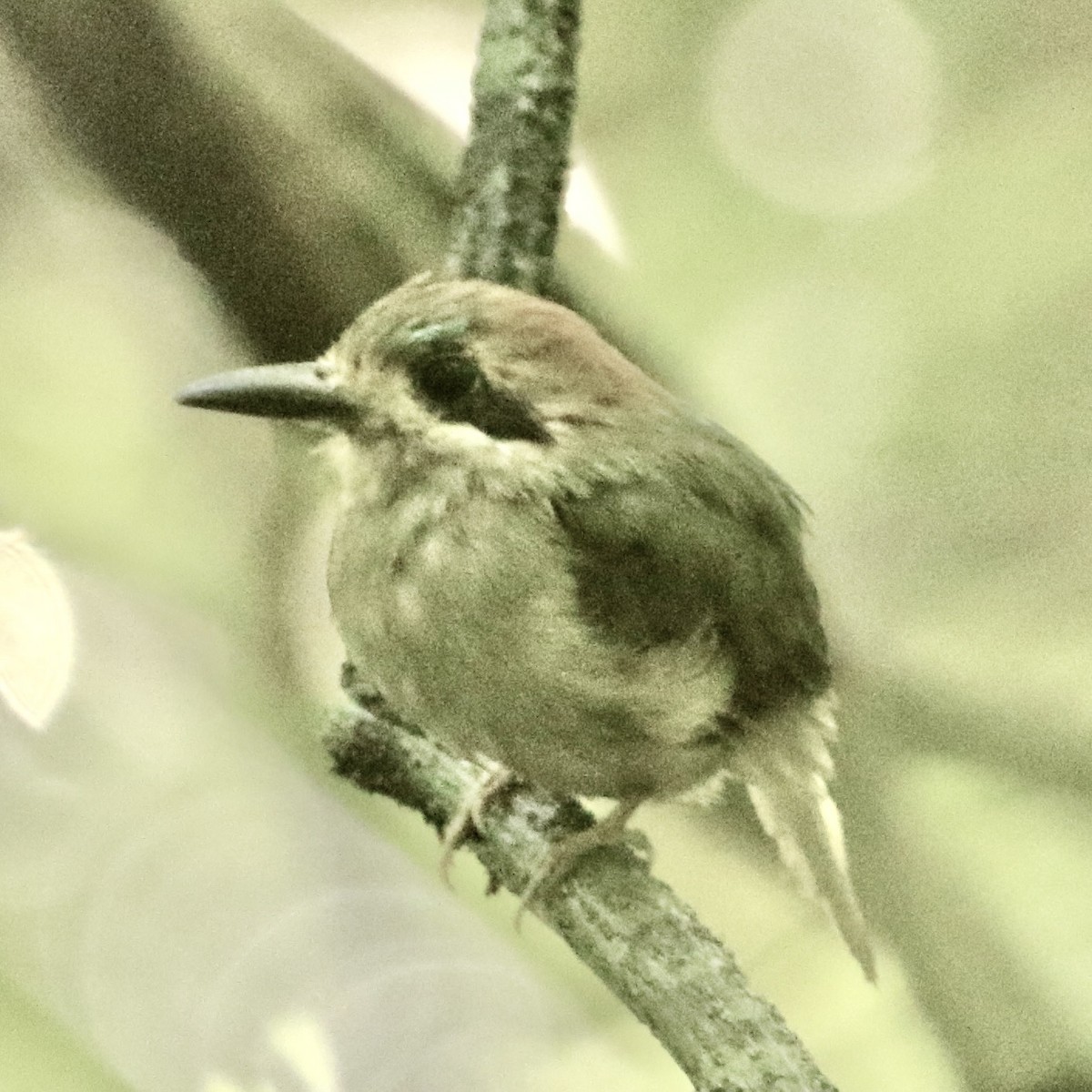 Tody Motmot - ML613022286