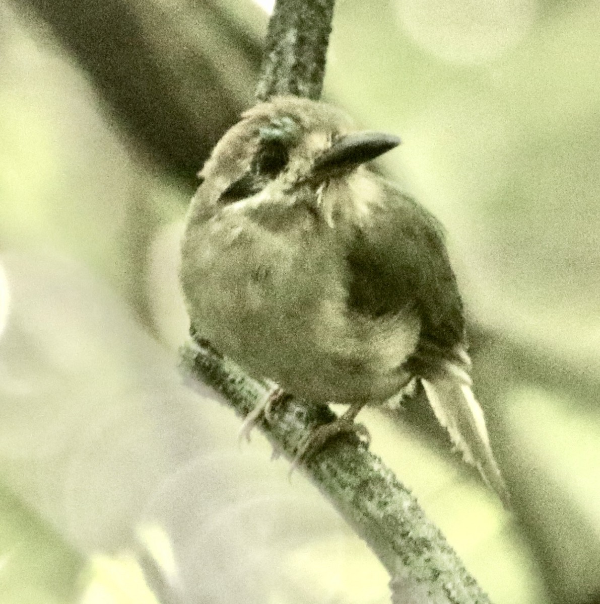 Tody Motmot - ML613022288