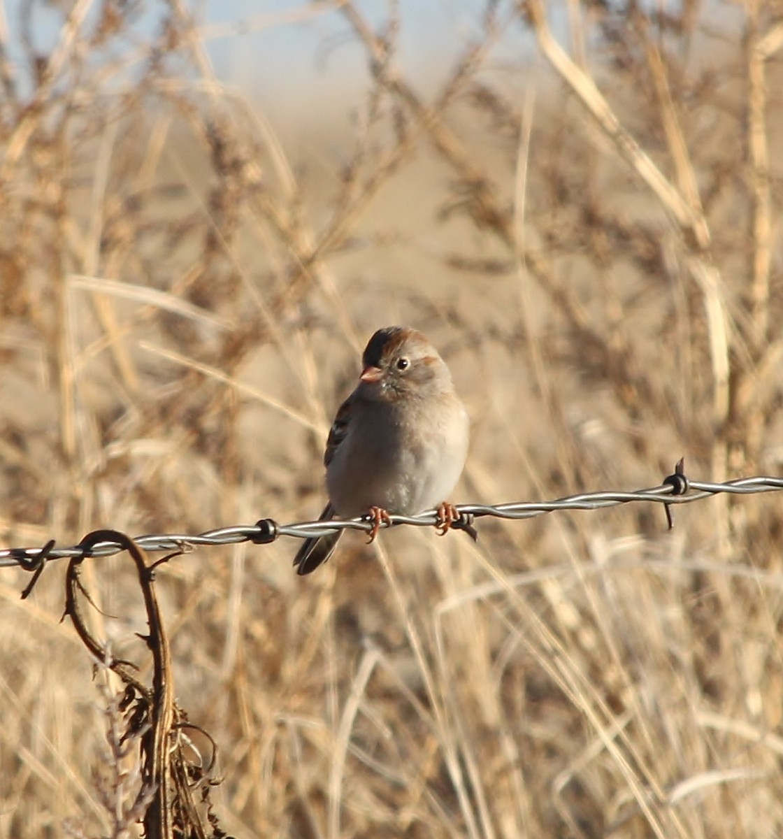 Field Sparrow - ML613022292