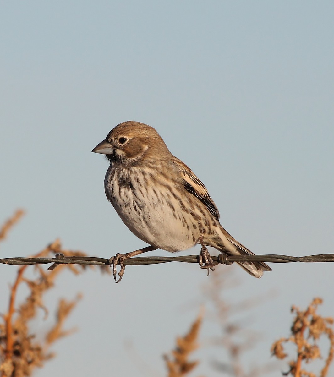 Lark Bunting - ML613022295