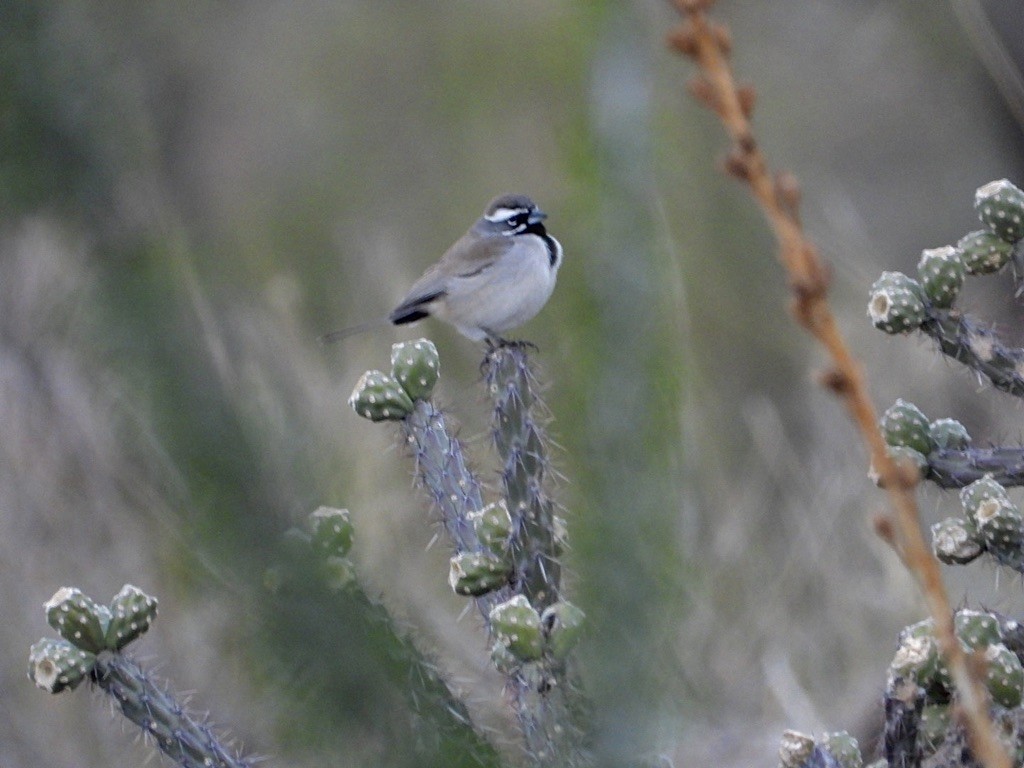 Black-throated Sparrow - ML613022296