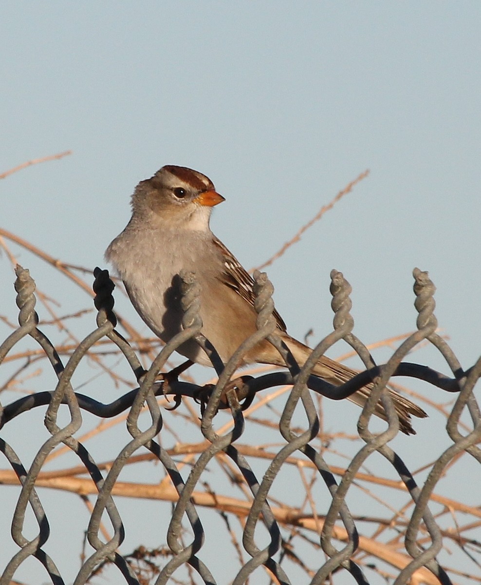 White-crowned Sparrow - ML613022312