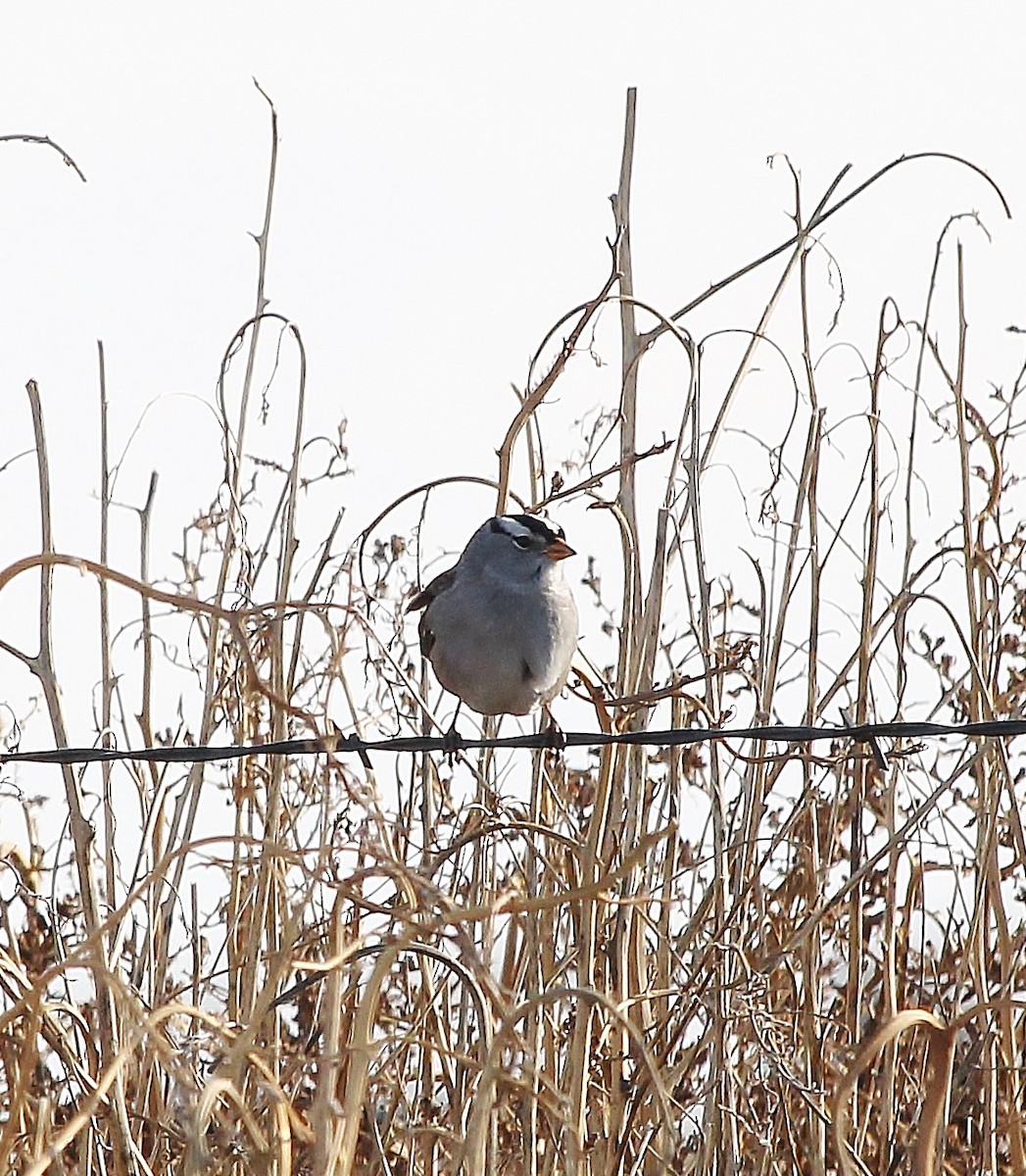 White-crowned Sparrow - ML613022313