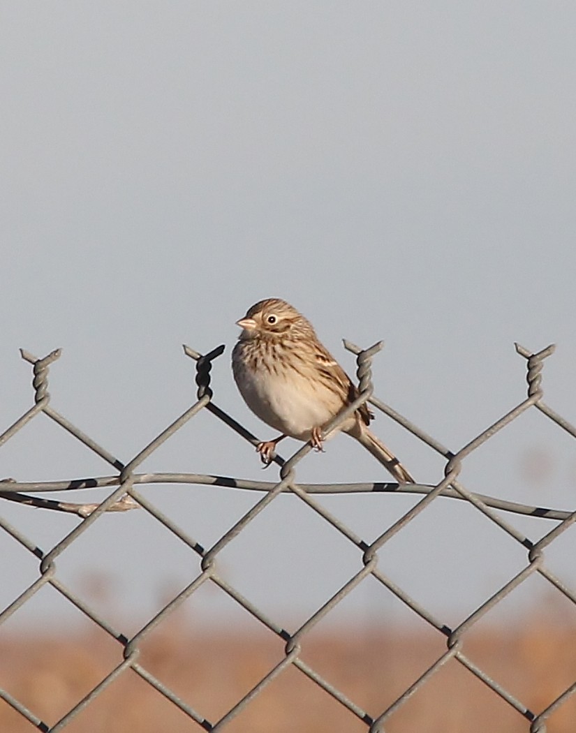 Vesper Sparrow - ML613022319