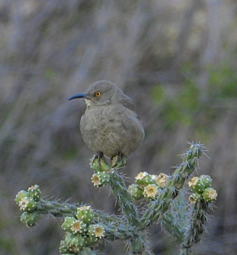 Curve-billed Thrasher - ML613022327