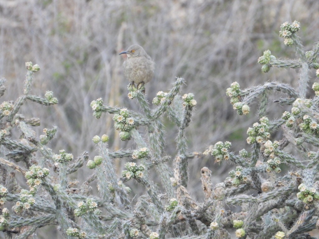 Curve-billed Thrasher - ML613022331