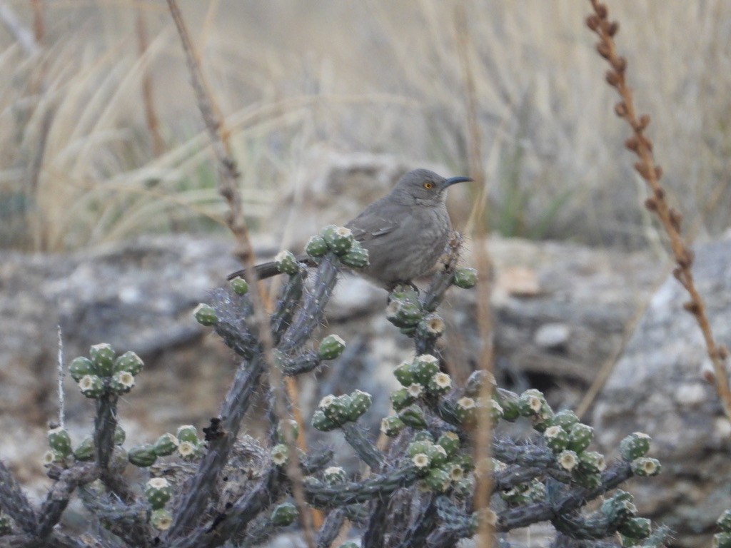 Curve-billed Thrasher - ML613022334