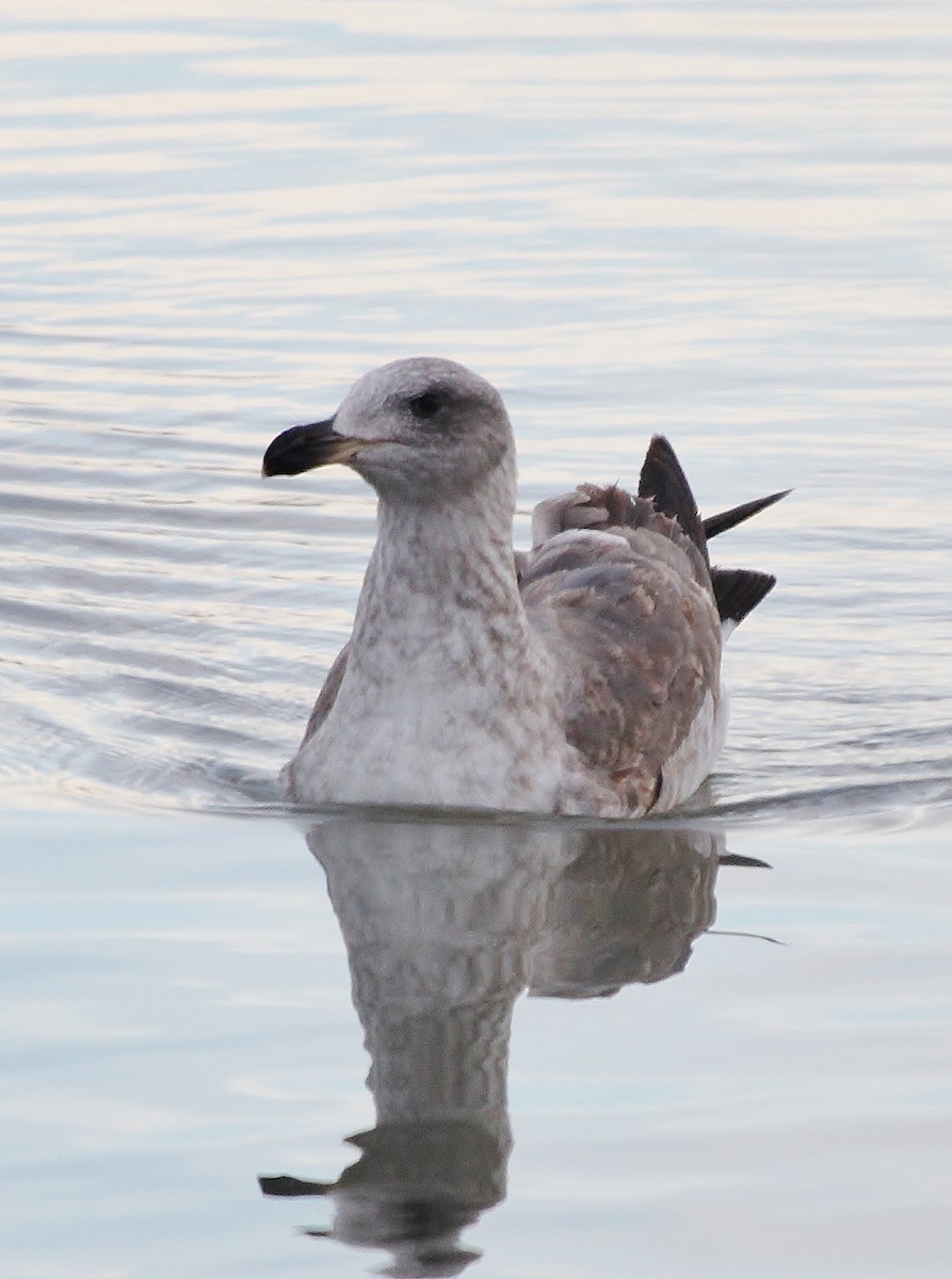 Yellow-footed Gull - Tripp Davenport