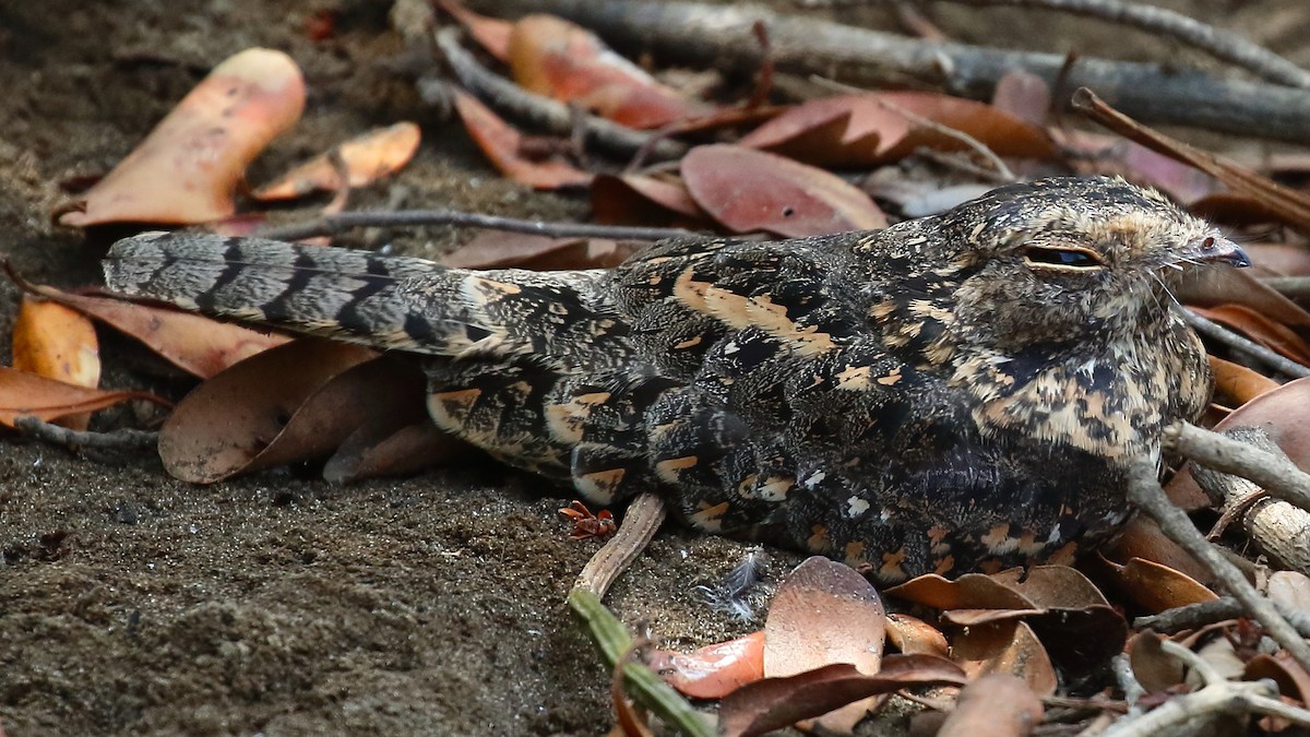 Savanna Nightjar (Sunda) - ML613022480