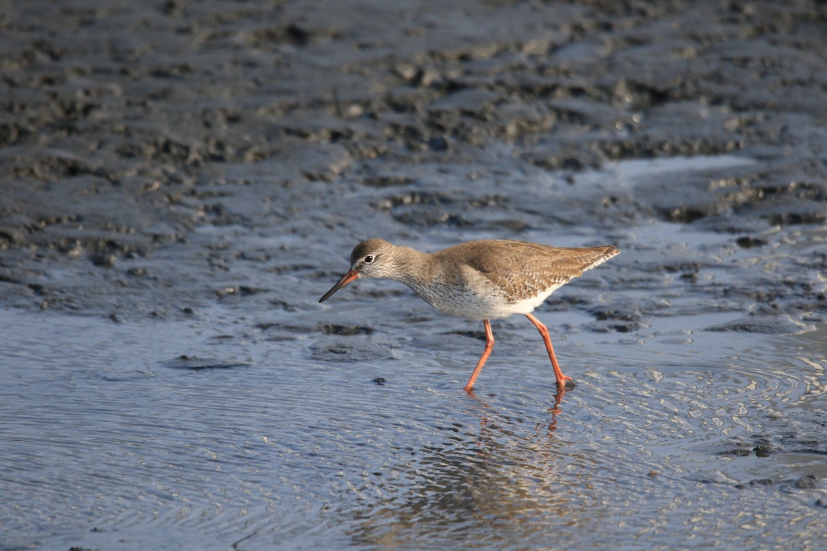 Common Redshank - ML613022647