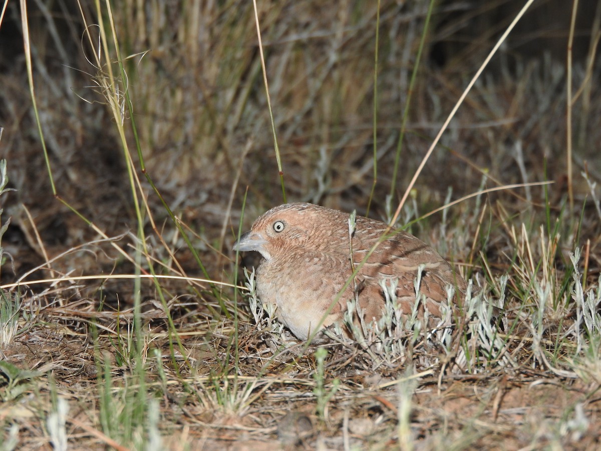 Little Buttonquail - ML613022674