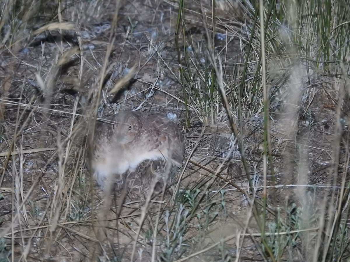 Little Buttonquail - ML613022688