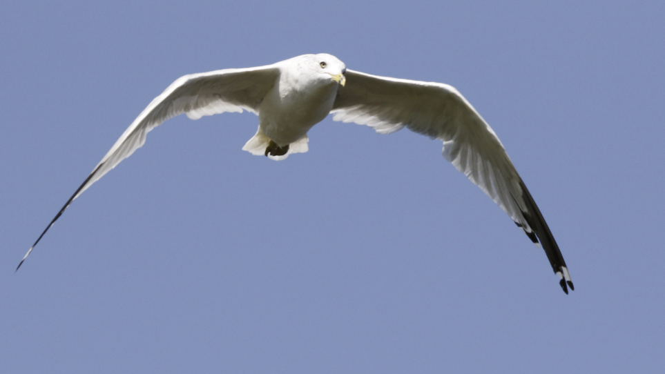 Ring-billed Gull - ML613022720