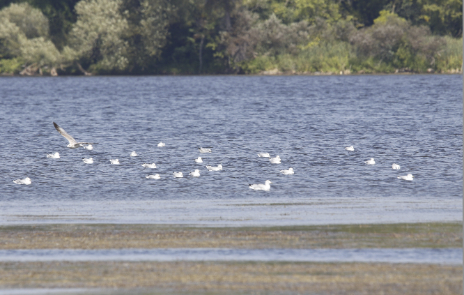 Ring-billed Gull - Learning Landon