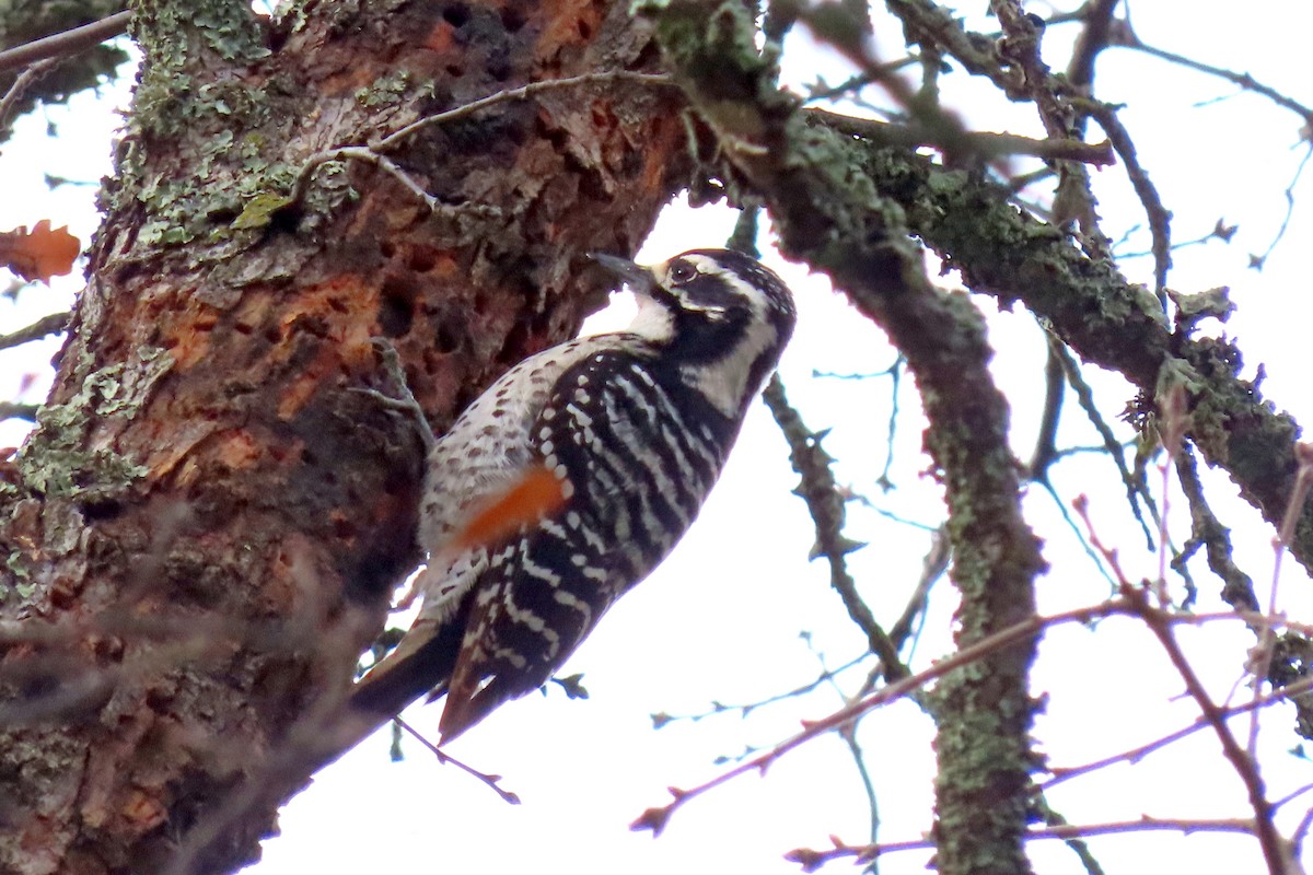 Nuttall's Woodpecker - ML613022786