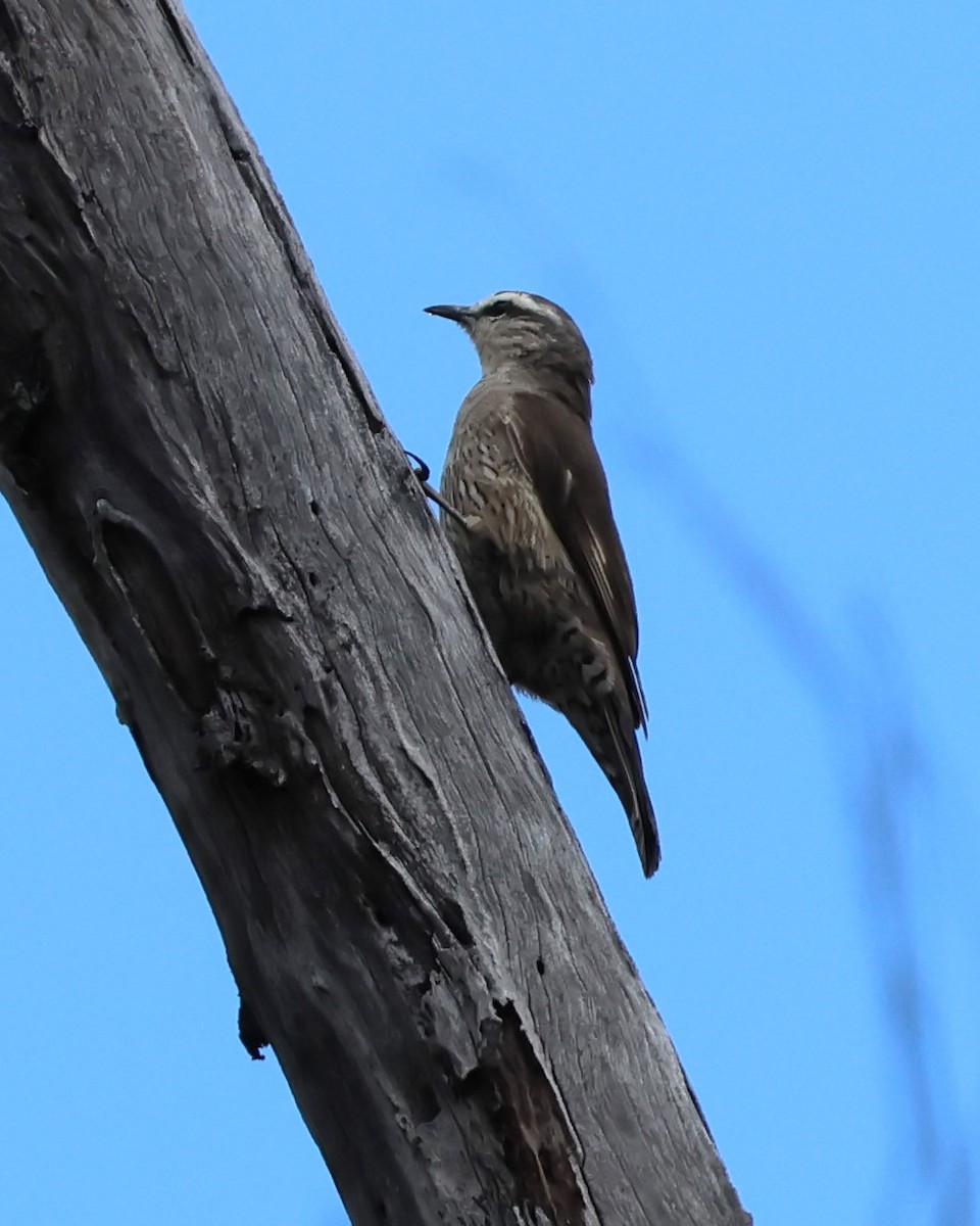 Brown Treecreeper - ML613022796